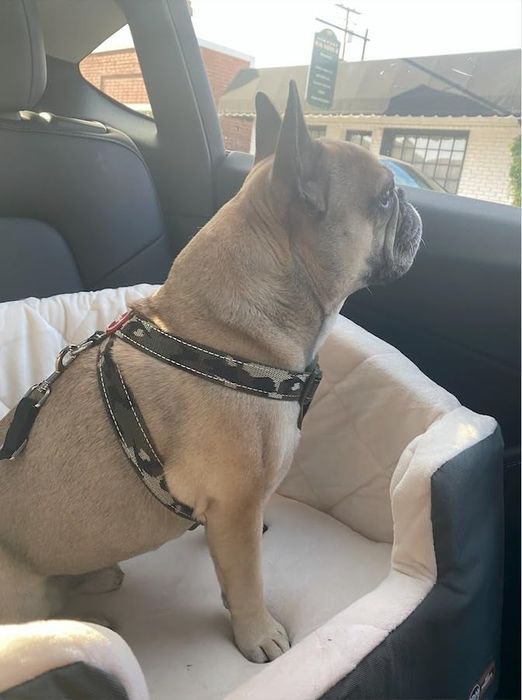 A reviewer's dog sitting in the booster seat inside a car, gazing out the window