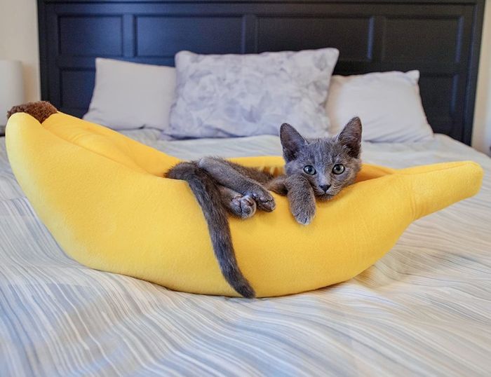 A reviewer's gray kitten lounging in the yellow banana-shaped bed.