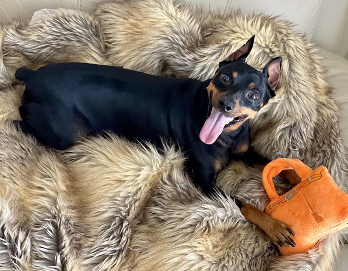 A reviewer sharing a picture of their small dog with the orange bag, designed to resemble a Birkin bag.