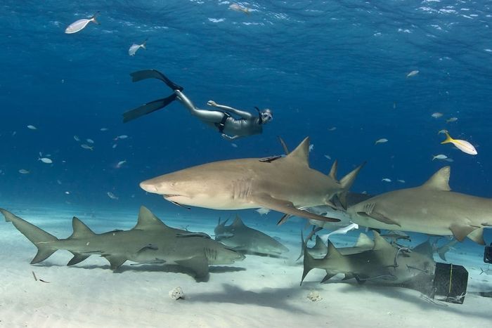 A scuba diver swimming alongside lemon sharks.
