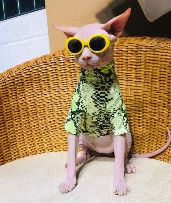 A cat rocking the shirt in green