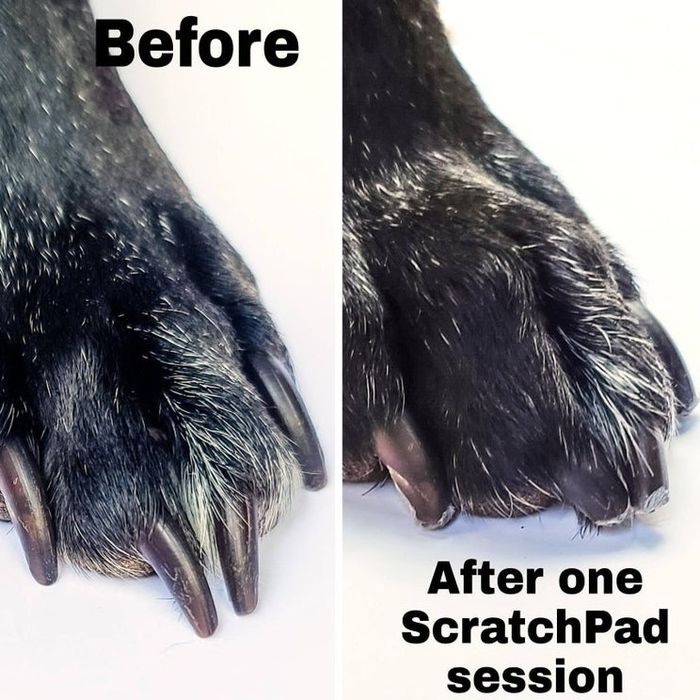 on the left, a dog paw with long nails labeled