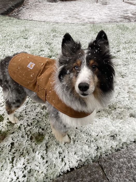 A reviewer's Sheltie wearing the brown coat
