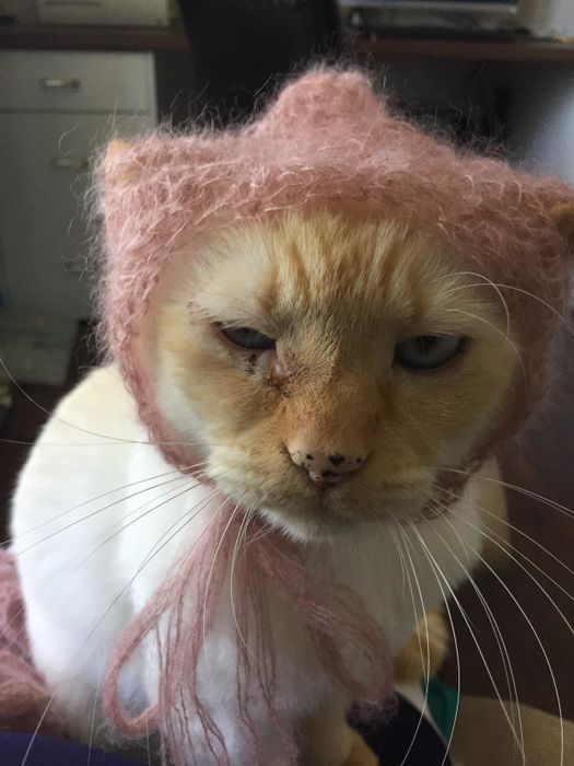 A reviewer's cat with an eye infection and a stain beneath their eye
