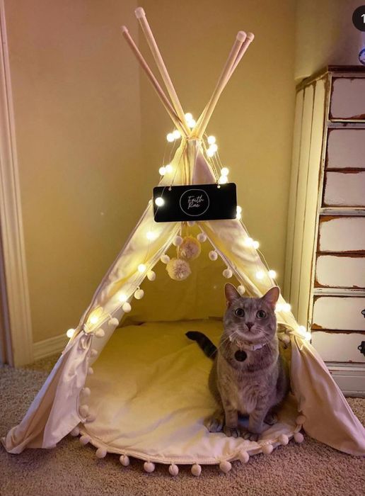 A reviewer's cat sitting beside the tent.