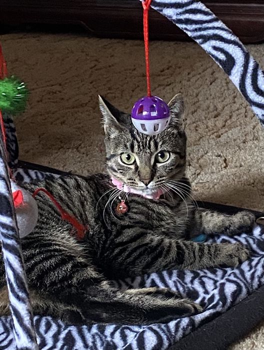 A reviewer's cat lounging on the zebra-print mat