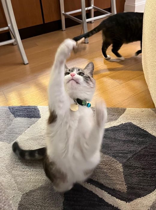 A cat pawing at the Cat Dancer toy