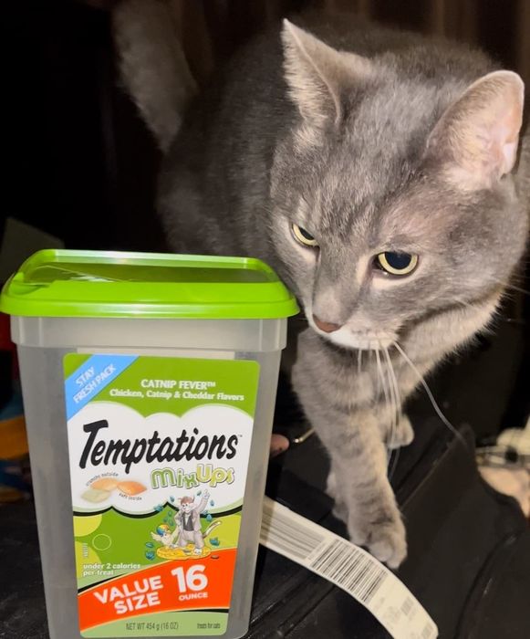 A cat sitting beside a container of Temptations treats.