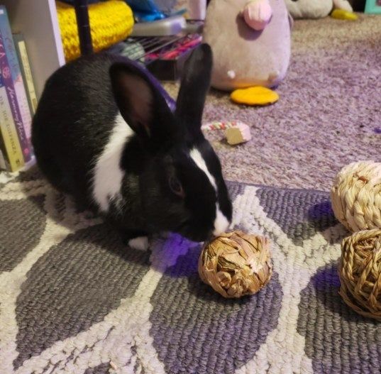 A black and white rabbit nibbling on a ball
