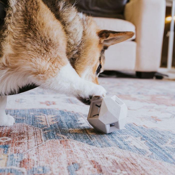 A dog interacting with one of the treat-dispensing toys