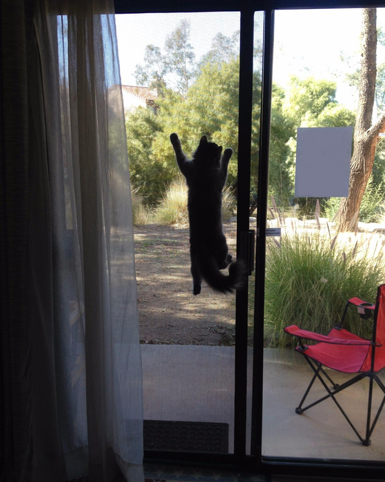 A photo of a reviewer's cat hanging on the door screen