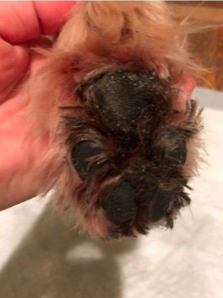 A reviewer showing a close-up shot of a dirty paw
