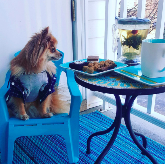 a dog posing next to a flowering tea