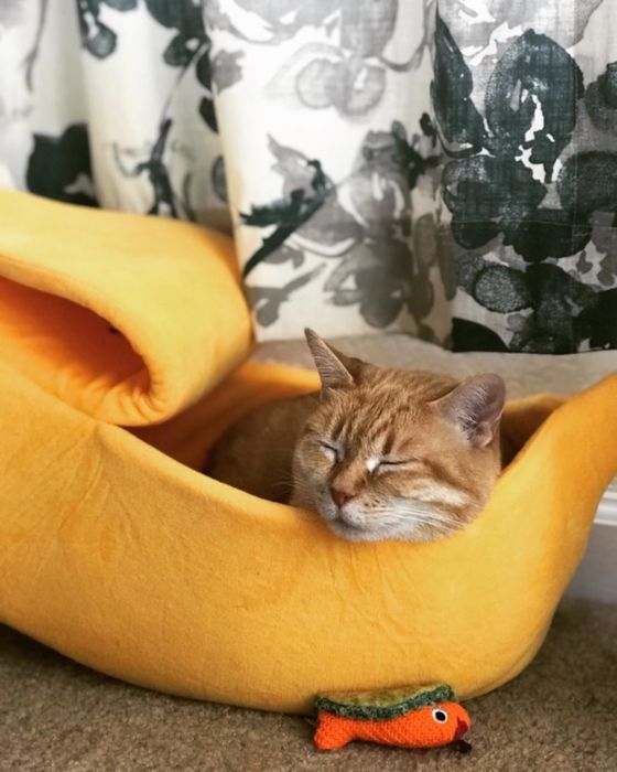 A different reviewer's photo of their cat resting in the bed.