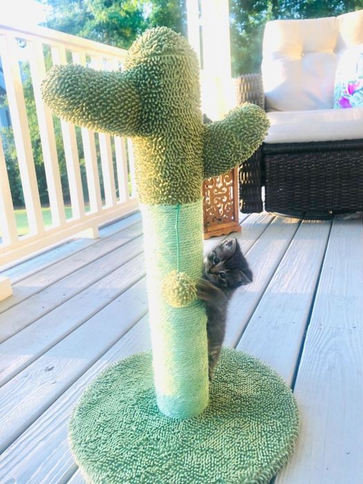 A reviewer's kitten joyfully playing with the cactus cat tree.