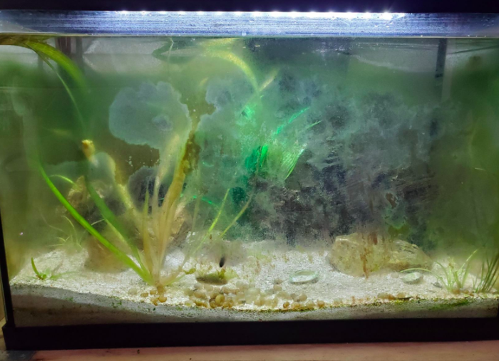 A fish tank with walls covered in algae fog