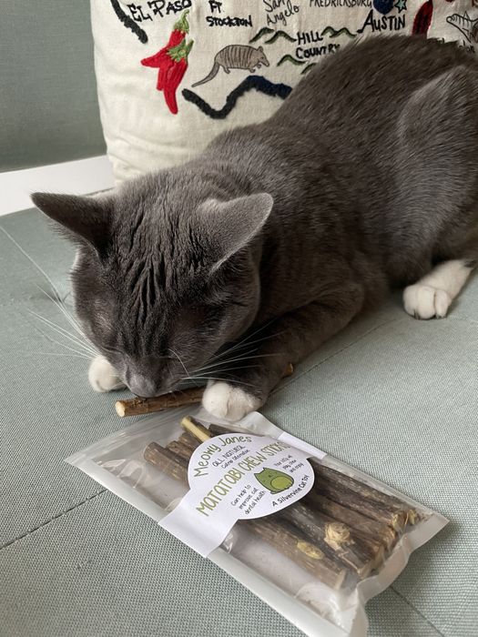 A Mytour editor's cat sniffing the chew stick
