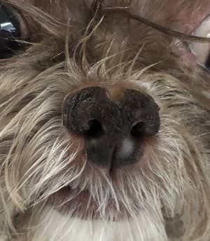 the same dog's nose now free of dryness after using the snout soother balm