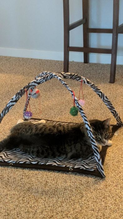 Another reviewer's cat playing with the zebra-print mat