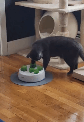 A gif of a cat digging dry food out of the interactive toy and eating it