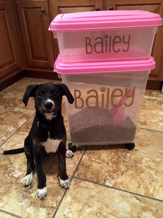 A reviewer's dog posing with the storage bins