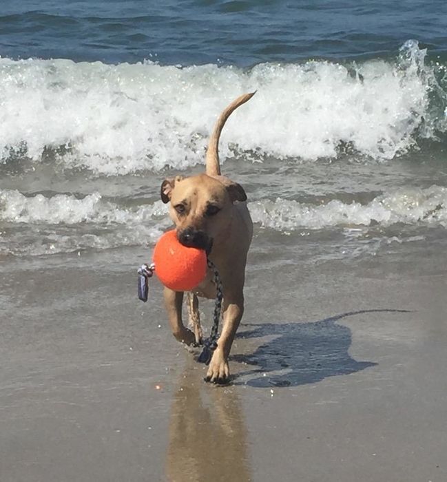 A reviewer's photo of a dog at the beach with the ball end of the toy in its mouth