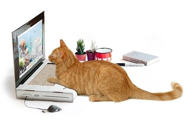 A cat gazing at the screen of a fake laptop.