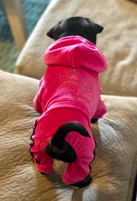 The same dog seen from behind