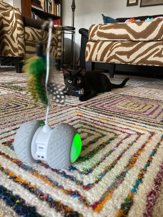 The robotic cat toy with a feather on top, as a cat watches it intently, poised to pounce