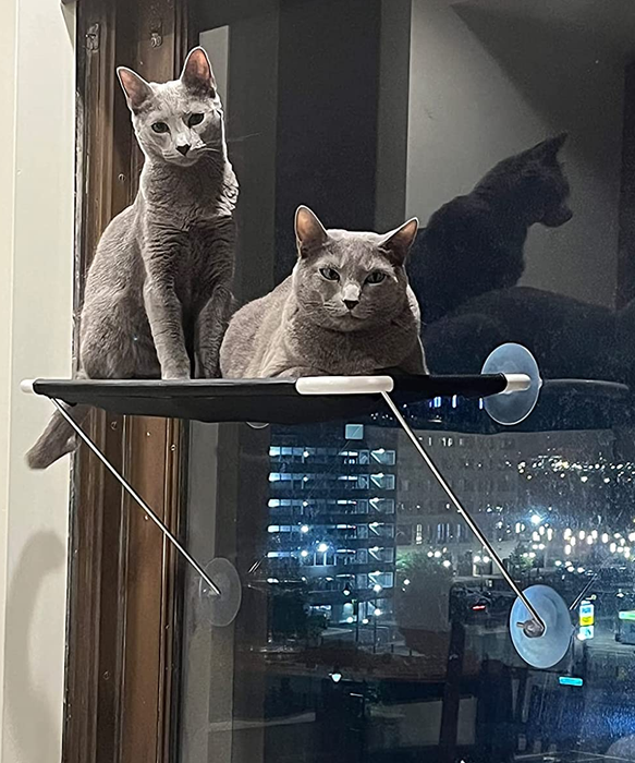 Two cats lounging on a suction cup window seat.