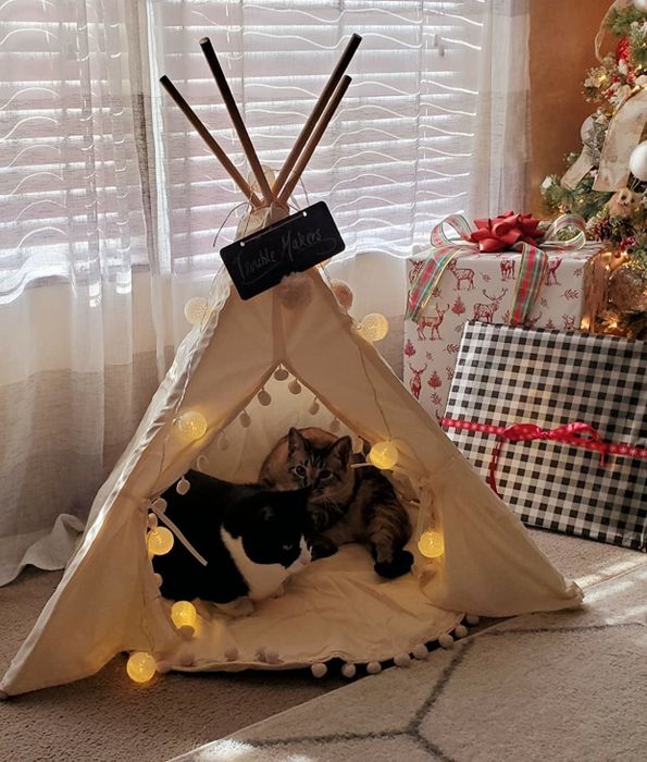 A reviewer's multiple cats lounging inside the tent.