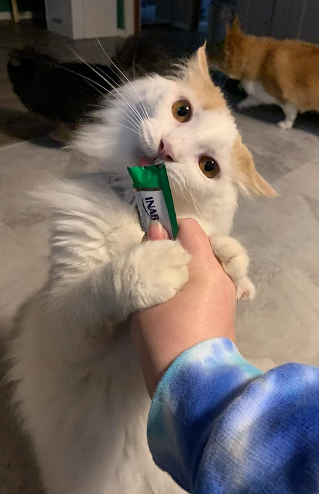 A cat enjoying the treat directly from the tube.