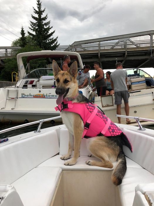 A German Shepherd wearing a pink mermaid life jacket.
