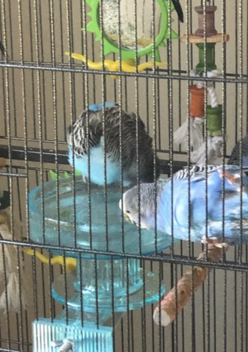 Parakeets enjoying their time in the bird bath