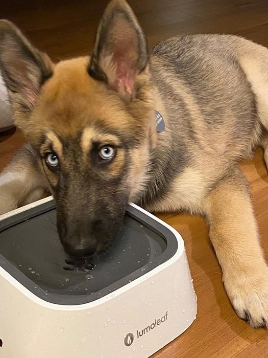 A German shepherd puppy sitting next to the bowl