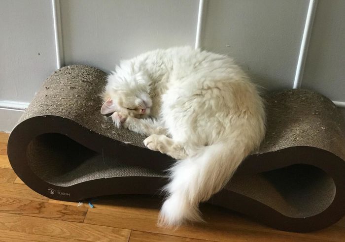 A reviewer’s photo of their cat sleeping comfortably on the scratcher lounge