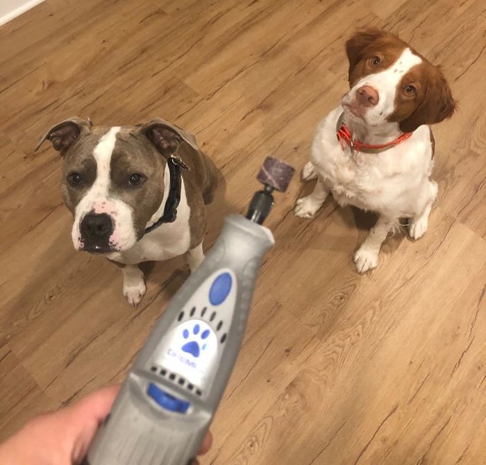 A reviewer’s photo showing the nail grinder in use, with their dogs watching in the background.
