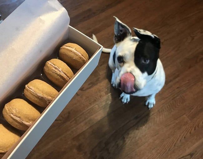 Reviewer's dog licking its lips while eyeing a box of macarons
