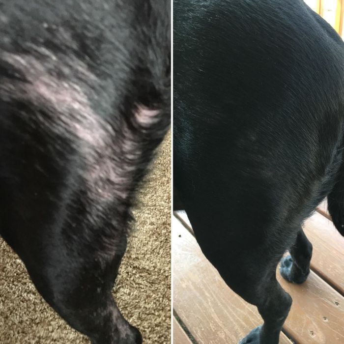 Reviewer before and after photos showing the allergy supplements helped improve their dog's bald patches
