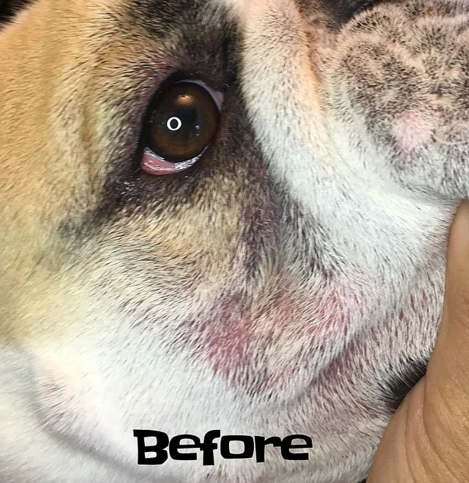 A before shot of a bulldog with irritated, red skin folds