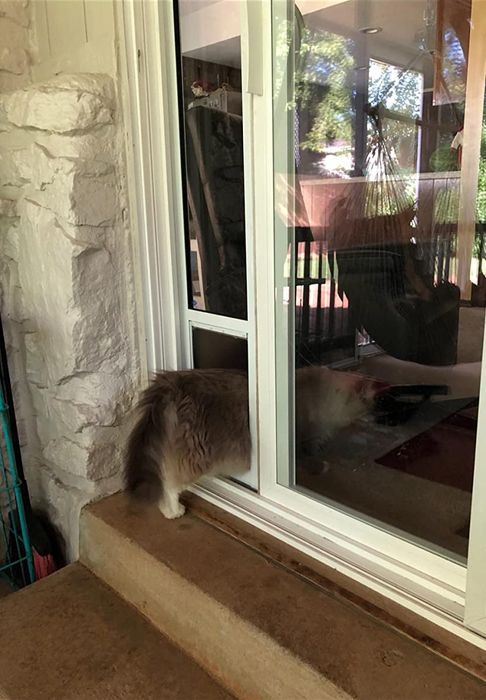 A cat happily passing through a cat door