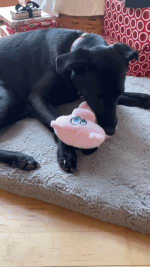 A black dog squeaking a pig-shaped toy