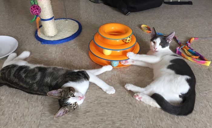 A reviewer's cats playing with the ball toy