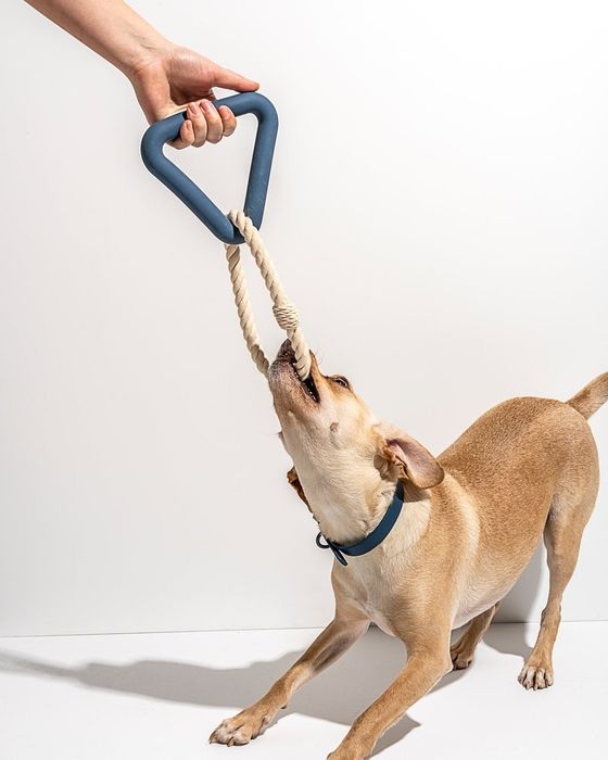A dog playing tug-o'-war with the navy blue toy