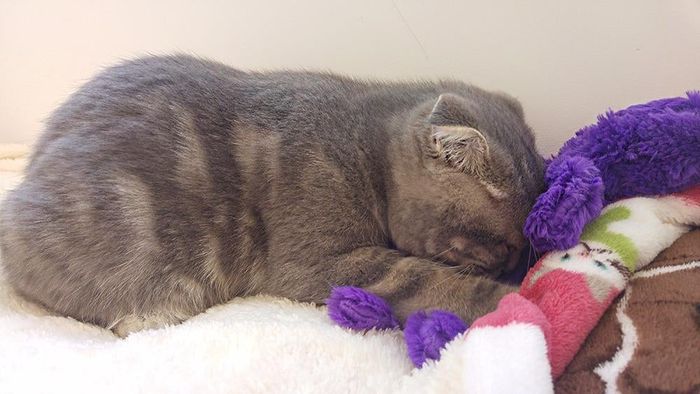A kitten snuggled face-first on the toy while sleeping