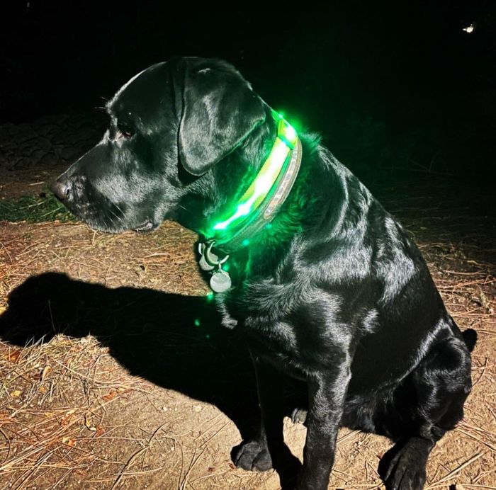 A reviewer’s photo of their black lab wearing the green LED collar.