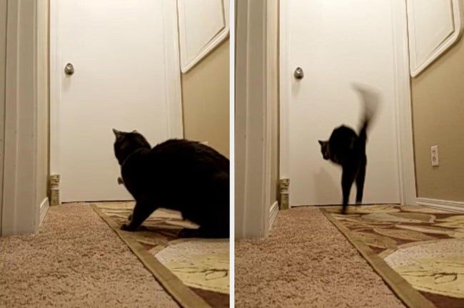 The images show the SSSCat spray deterrent positioned by a door, with a cat reacting to the spray and leaping in surprise