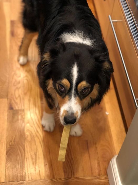 A dog holding a stick of cheese in its mouth.