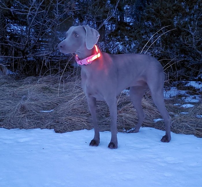 reviewer's dog sporting the glowing red collar