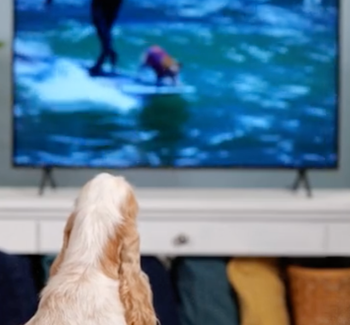 A dog watching television